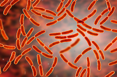 Червена боровинка или специфични пробиотици 