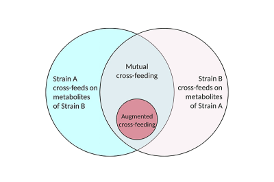 Ин витро симулация на чревна среда