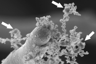 Специалният щам Bifidobacterium longum KABP042